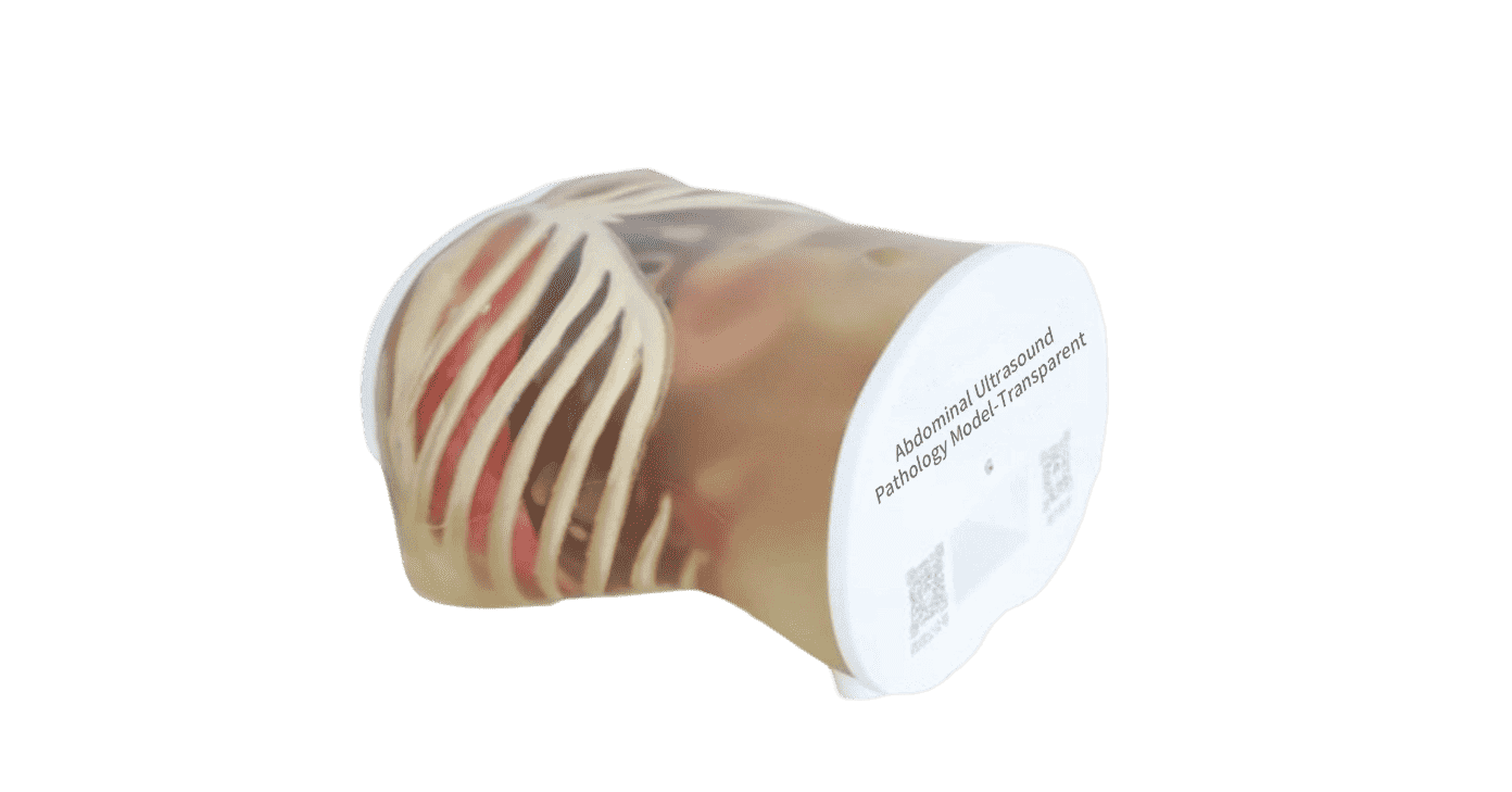 Abdominal Ultrasound Pathology Model-Transparent